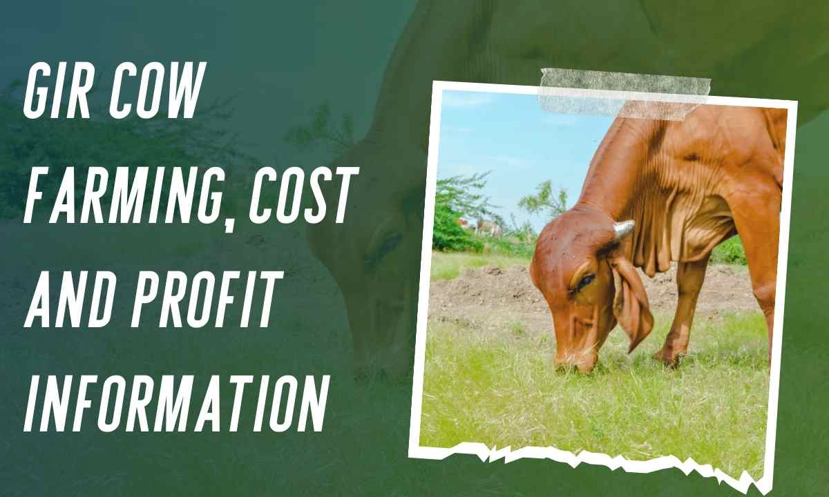 Gir Cow Farming, Cost And Profit Information