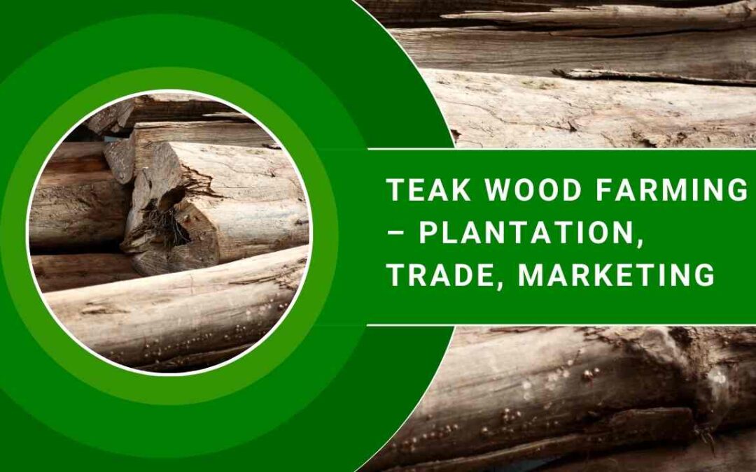 Teak Wood Farming Plantation, Trade, Marketing