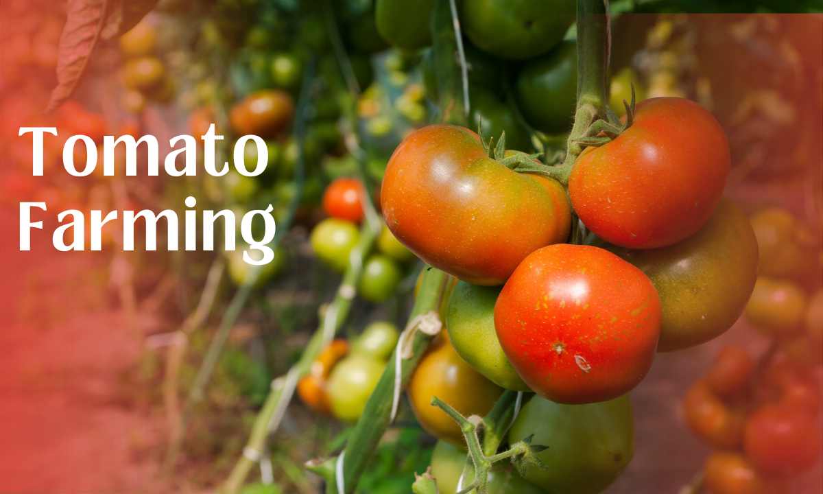 Tomato Farming | Cultivation Guide