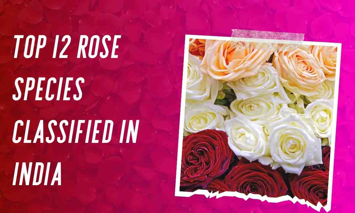 Top 12 Rose Species Classified In India