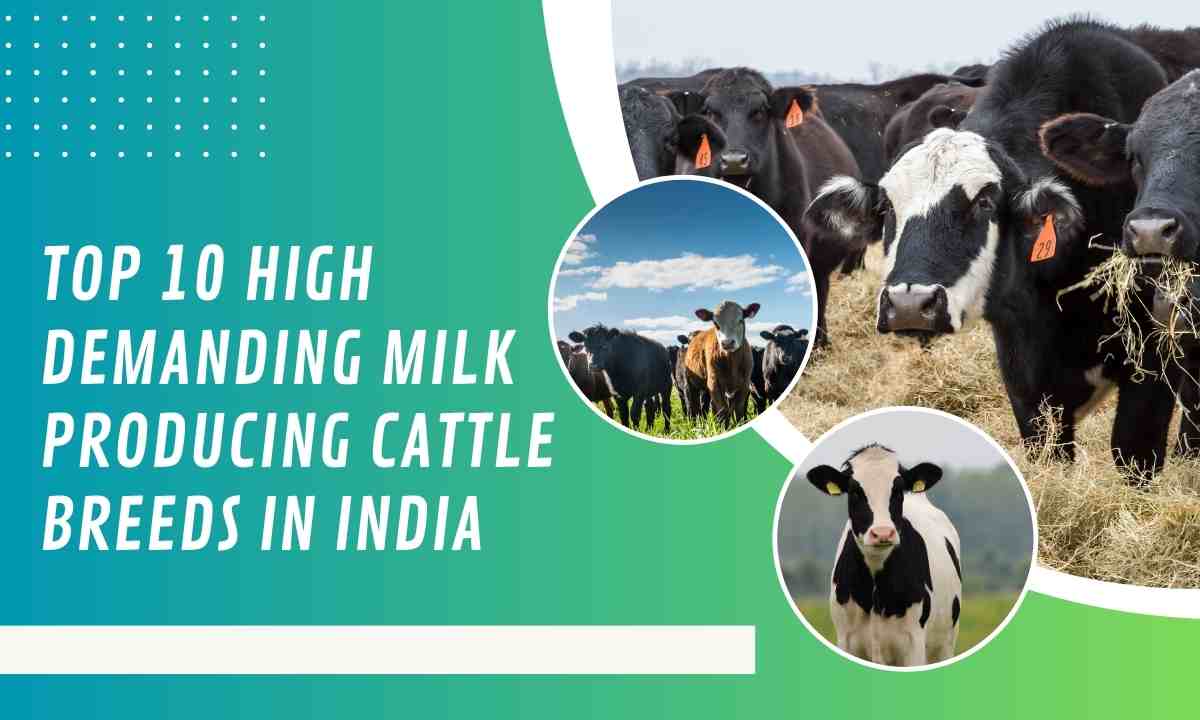 Top 10 High Demanding Milk Producing Cattle Breeds In India