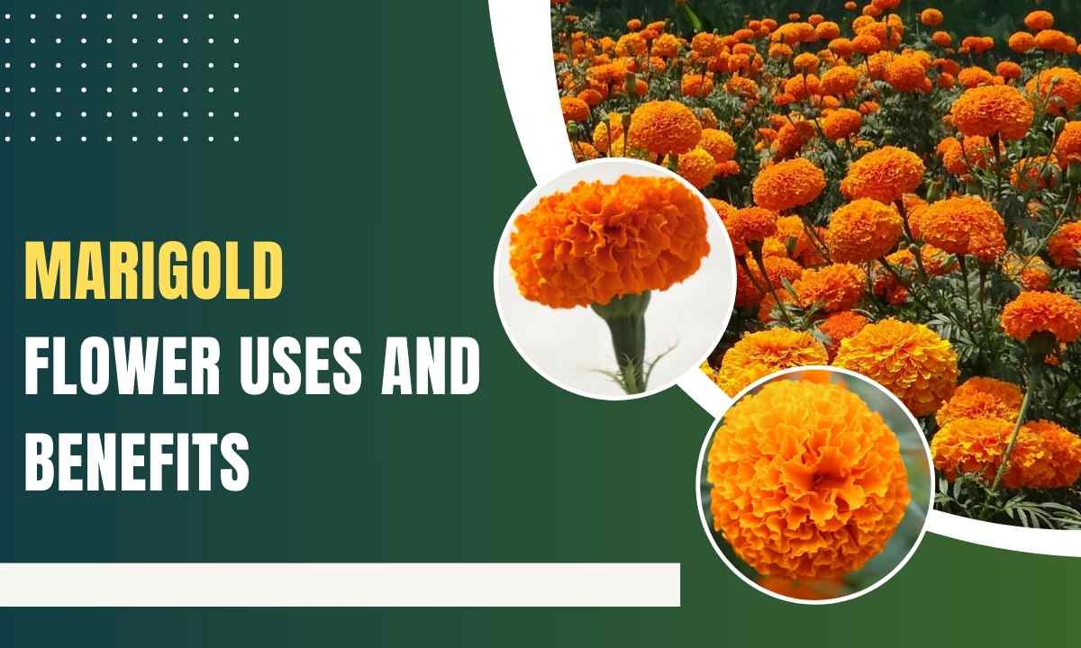 Marigold Flower Uses And Benefits