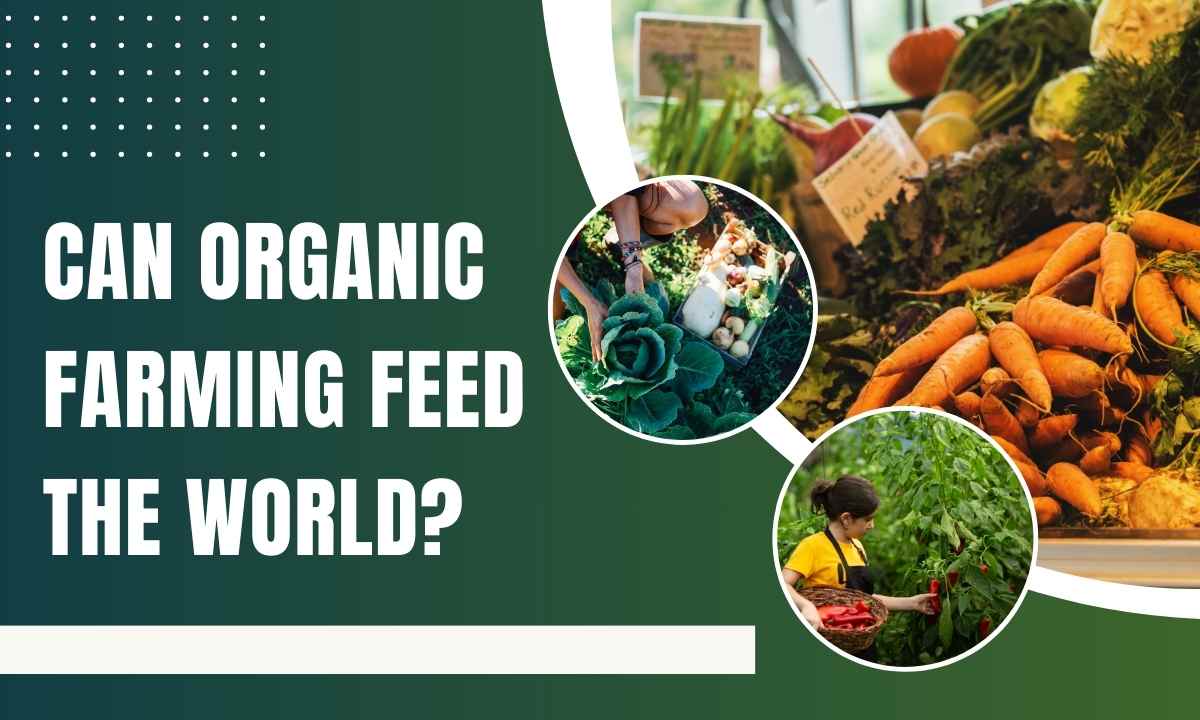 Can Organic Farming Feed The World?