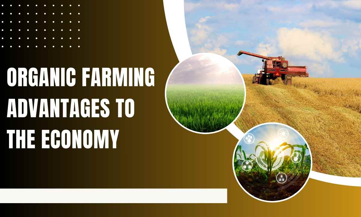 Organic Farming Advantages To The Economy