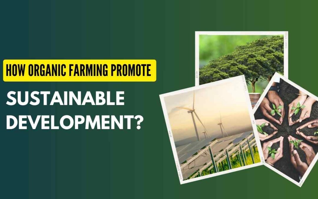 How Organic Farming Promote Sustainable Development?