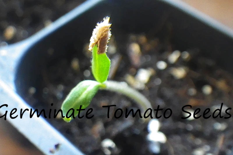 how-to-germinate-tomato-seeds-faster-at-home