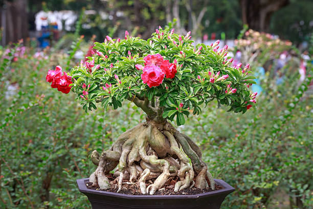 Adenium hybrid --Arrow Desert Rose