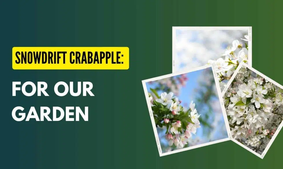 Snowdrift Crabapple: A Wildlife-Friendly Tree for Your Backyard Habitat