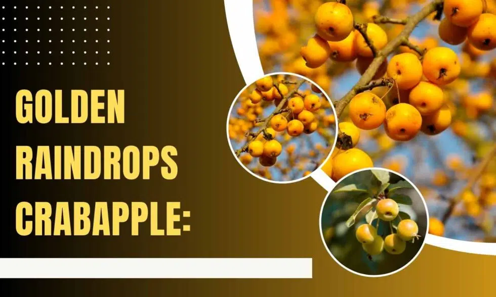Golden Raindrops Crabapple Trees: A Haven for Pollinators and Birds