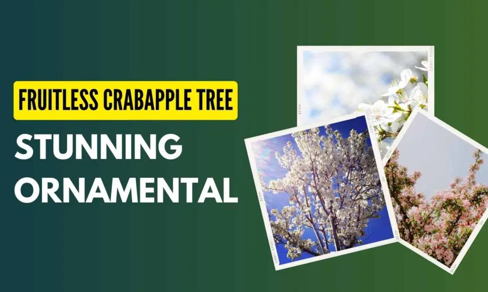 Fruitless Crabapple Tree: A Testament to the Beauty of Imperfection
