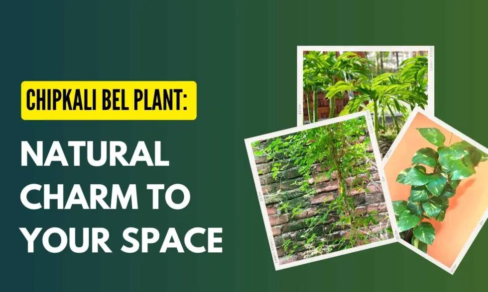 10 Fascinating Facts About Chipkali Bel Plant You Never Knew