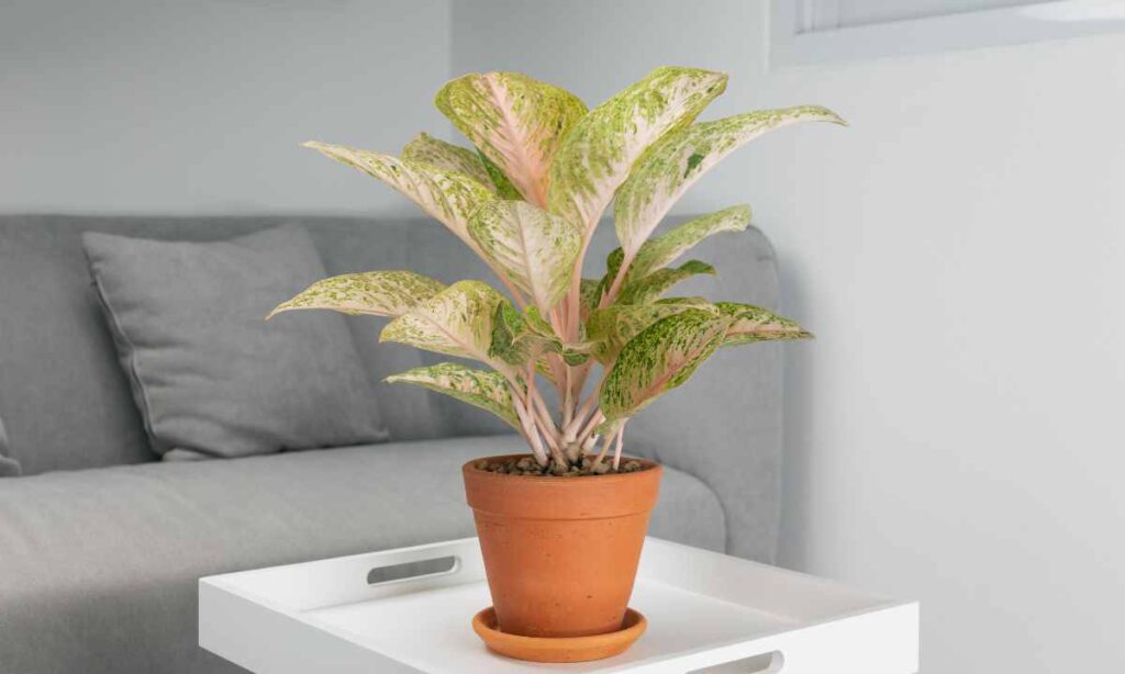 Brеathе Easiеr: Discovеr Plants that Purify thе Air Indoors