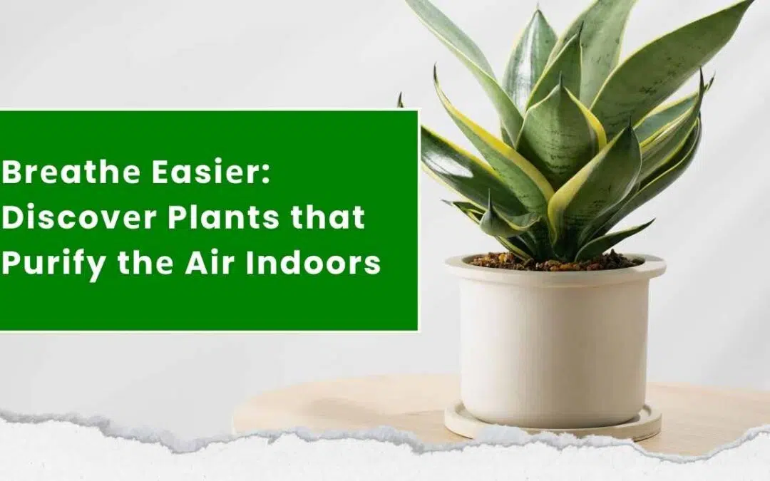 Creating a Healthy Indoor Environment with Air-Purifying Plants