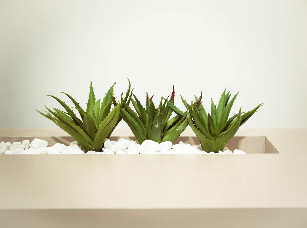 Plants that Purify thе Air Indoors