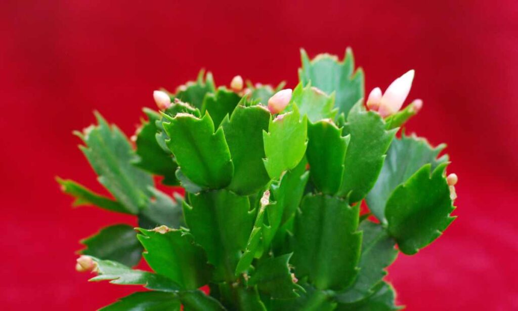 Tips For Christmas Cactus Care Indoors