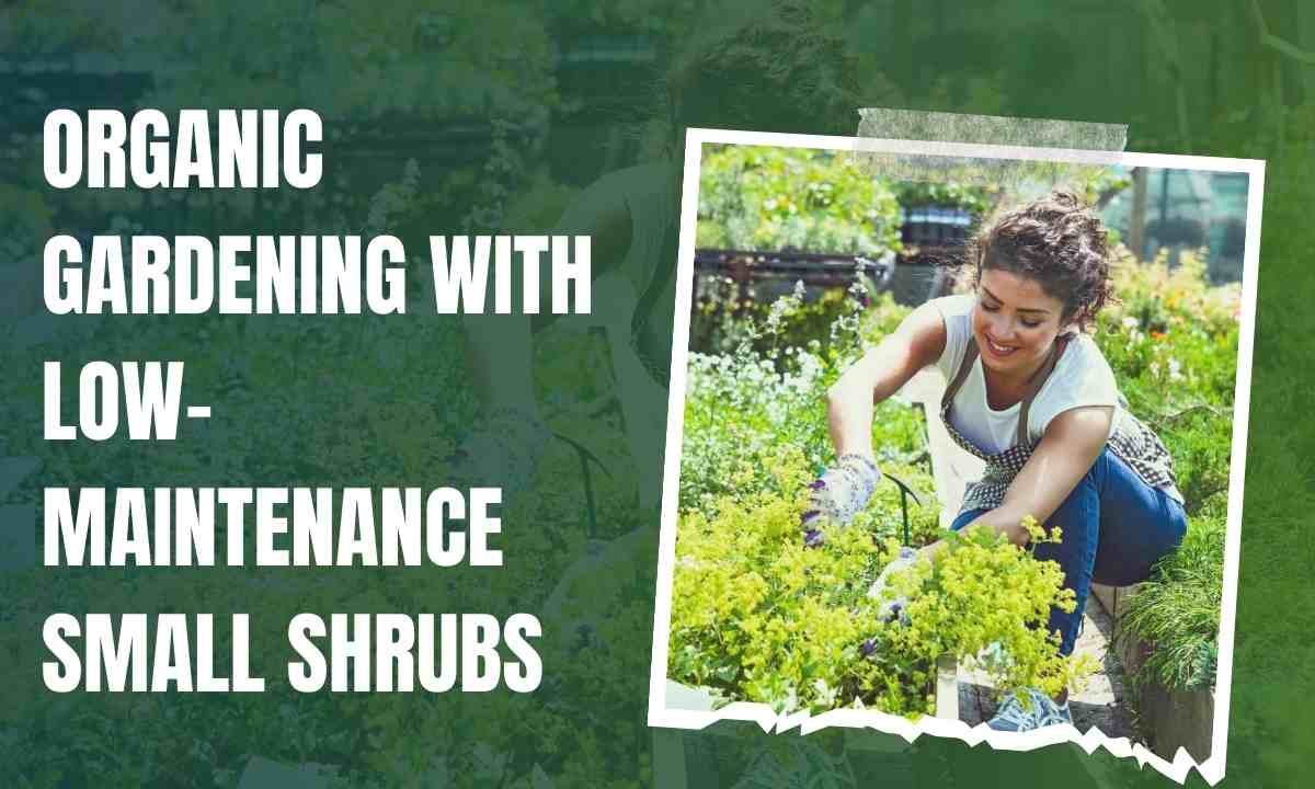 organic-gardening-with-low-maintenance-small-shrubs-for-the-front-of