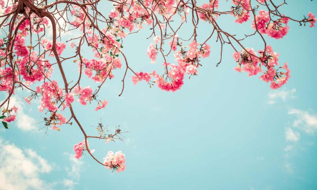Cherry Blossom Bonsai: