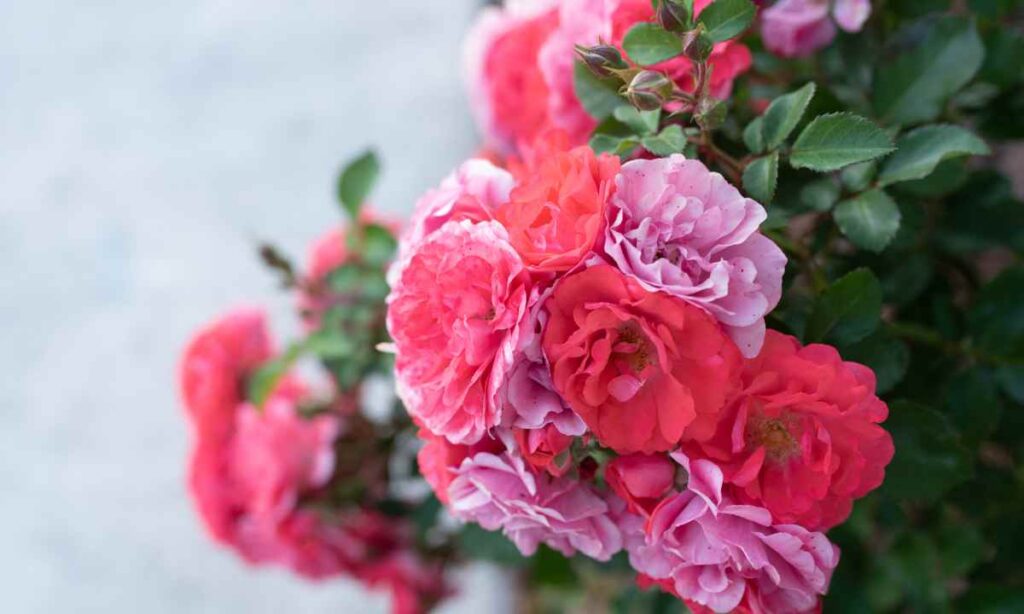 Coral Drift Roses: