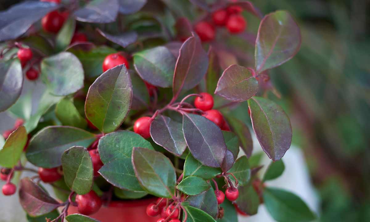 GAULTHERIA PROCUMBENS: UNCOVERING THE CHARMS OF WINTERGREEN