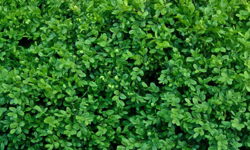 Boxwood Green Velvet