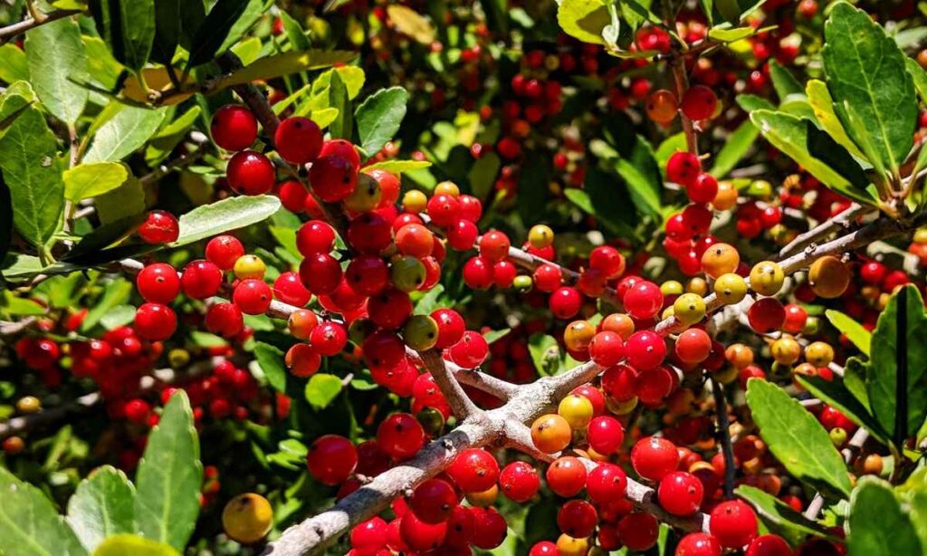 Yaupon Holly Tree: An Evergreen Delight For Your Garden